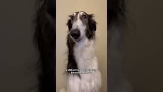 whosnootit part 2 dogtok borzoi silkenwindhound puppy fyp shorts whodunit crime [upl. by Ahsyen]