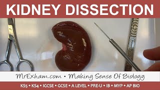 Kidney Dissection  GCSE A Level IB [upl. by Aihseken]