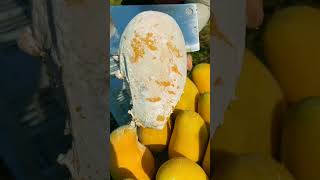 Sweet Mango 🥭🥭 harvesting in our Garden  Amazing Mango Fruits satisfying mango youtubeshorts [upl. by Vijnas242]