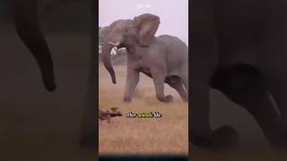 How fast can elephants run An interesting fact you might not know elephant run animals [upl. by Carpet615]