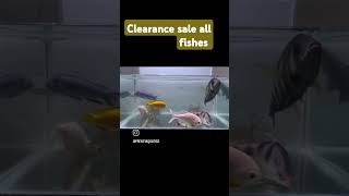 Clearance sale monster fishes [upl. by Franzen]