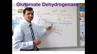 Glutamate Dehydrogenase Reaction Oxidative Deamination of Glutamate [upl. by Longawa]