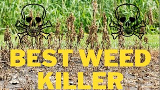 Best Weed Killer amp Tips  With Daily Updates [upl. by Danaher]