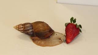 🐌 GIANT African Snail eating Strawberry 🍓 PetSnail [upl. by Elreath]