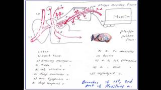 EP 23 HampN Maxillary artery and pterygopalatine fossa and Pterygoid venous Plexus [upl. by Mok]