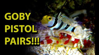 Goby amp Pistol Shrimp Pair \\ One Of The Coolest Symbiotic Relationships In The Salt Water Hobby [upl. by Hcir]