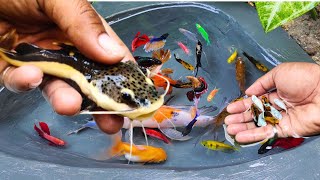 Catching betta fish in the ponds redtail catfish molly fish koi fish fighter fish goldfish [upl. by Nila]