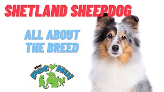 All About Dog Breed Shetland Sheepdog [upl. by Llehcim]