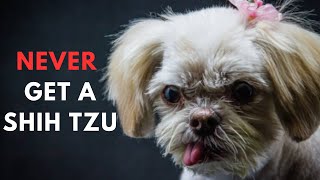 14 Reasons To Never Ever Adopt A Shih tzu Dog Breed [upl. by Mchugh]