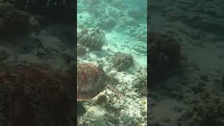 Turtle snorkel turtles gopro colorfulfish travel snorkel nature asmr naturaleza adventure [upl. by Korb791]