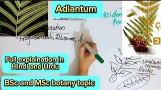 AdiantumSporophyteGametophyBsc and MSc botany topic [upl. by Assirrak831]