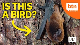 Why a Bat Might be Named as New Zealands Bird of the Year [upl. by Ayekan]