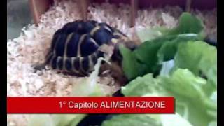 TARTARUGHE ☰☰☰☰ 1°capitolo ☰☰☰☰ ALIMENTAZIONE [upl. by Leirej]