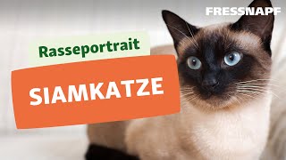 Rasseportrait Siamkatze [upl. by Einaffit]