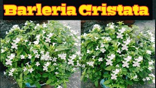 How To Grow And Care Barleria CristataJhinti Flower Plant ऐसे पाए झींटीवज्रदंती में ढेरों फूल। [upl. by Weidar]