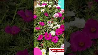 SAIBA QUAIS SÃO AS 5 PLANTAS PARA FAZER FORRAÇÃO DE SEU JARDIM shorts plantas garden [upl. by Okuy]