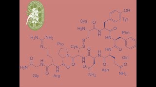 Vasopresina Hormona Antidiurética [upl. by Jemima257]