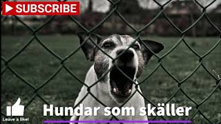 Hundar som skäller  Hundbarkning [upl. by Enyalahs]