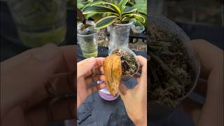 How to bring a dead orchid back to life plants orchid [upl. by Sidwohl514]