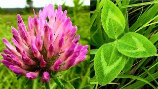 Wild Food Foraging Red Clover Plant Protein [upl. by Jara]