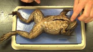 Bullfrog Dissection quotBasicquot [upl. by Herates370]