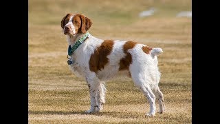 Epagneul breton tout savoir sur cette race de chien Brittany dog VF [upl. by Ymassej]