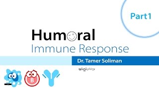 Humoral Immune Response  Part 1 of 3 [upl. by Yardna]