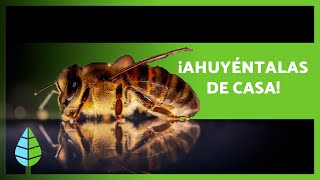 Cómo AHUYENTAR a las ABEJAS 💨🐝 8 Repelentes Naturales [upl. by Luapleahcim]