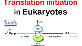 Translation initiation in eukaryotes  eukaryotic translation lecture 1 [upl. by Goddard170]