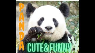 Pandas in the wild and in zoos animals animallover zoo panda pandafunnyvideo funnypanda [upl. by Koffler]