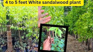 White sandalwood price  Chandan Ki Kheti Sandalwood Farming [upl. by Llenal757]