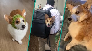 The Best Corgi Compilation On The Internet 2023  Funny and Sassy Moments FurryTails [upl. by Lashonda]