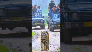 Wildlife at kanha kisli National Park shorts wildlife shortvideo tiger nature forest [upl. by Mays206]