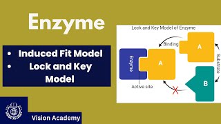 Induced Fit Model  Lock and Key Model  Enzymes [upl. by Zetnas]