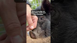 Its a Columbo Kune Kune piglet update 🐷🐽 pig kunekune animalrescue [upl. by Medovich]