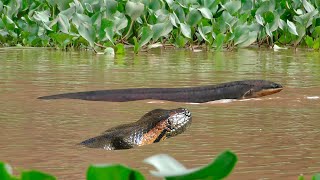 Quando a anaconda ataca o peixe elétrico veja o que acontece [upl. by Faxon]