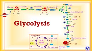 4Glycolysis Metabolic Reactions  Carbohydrates Metabolism4  Biochemistry  NJOY Biochemistry [upl. by Disario547]