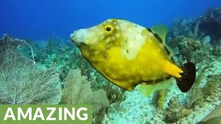 Unusual fish eats and changes color right before your eyes [upl. by Gathard]