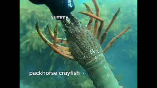 packhorse crayfish and red cray also stingray [upl. by Nolubez961]