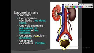 UE3 Anatomie Urinaire بالعربية  1 Anatomie des Reins [upl. by Ecarret]