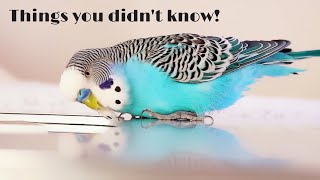 Awesome Bird Care Tips You should know  Compilation [upl. by Eniaj422]