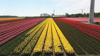 Champs de tulipes en Hollande [upl. by Columbine72]