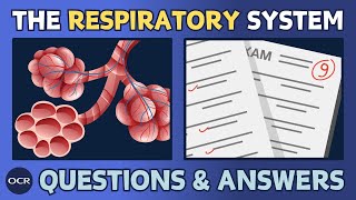 The respiratory system 14  OCR GCSE PE  Exam questions and model answers [upl. by Lashar]