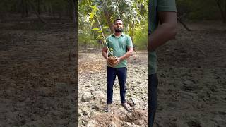 We plant the tallest oxygenated trees in India  plant a tree in your name  Trees plants info [upl. by Russian]