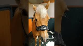 Tack up with Harlow and Popcorn the pony by harlowsummerpopcorn [upl. by Enawtna]