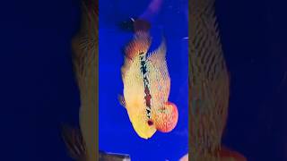 Machli 🐠 Jal ki Rani hai fish aquarium waterlife viralshorts trendingshorts [upl. by Adnolaj]