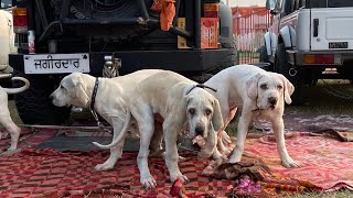 Pakistani Bully Lovers With Their Dogs At Nawanshahr Dog Show Punjab 20 February 2021 [upl. by Ntsud]