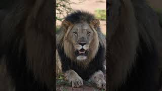 Dominant Male Lion at Marataba Luxury Lodges [upl. by Enerak]