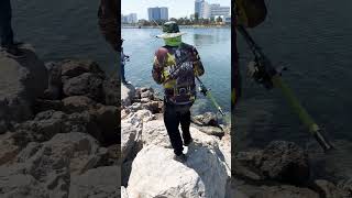 Milkfish  Bangus  Al zohra Ajman  Fishing [upl. by Euqinomahs]