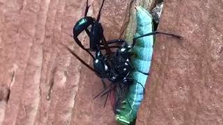 Giant Ichneumon Wasps Mating [upl. by Schwerin]